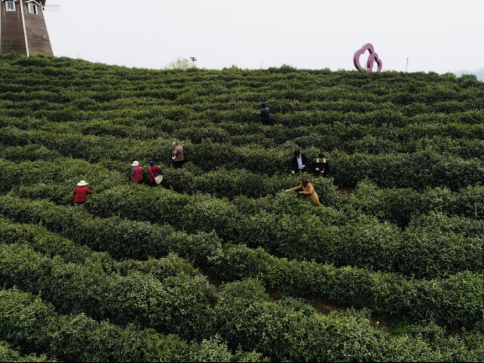陜西廣電融媒體集團(tuán)農(nóng)林衛(wèi)視助力陜西茶區(qū)“以茶興業(yè)，以茶富民”